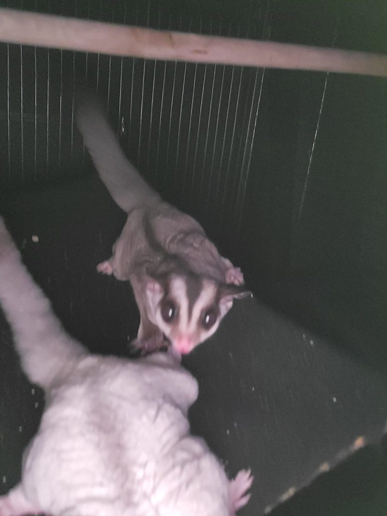 Two sugar gliders interacting in a cage, one eating fruit.